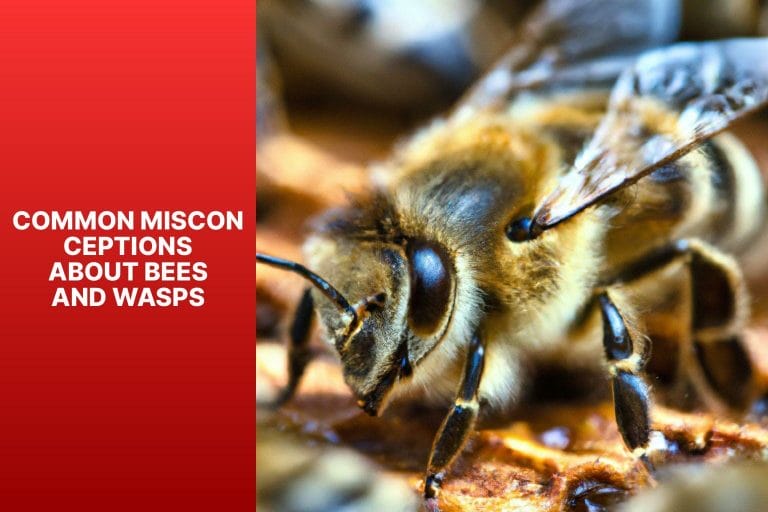 Common Misconceptions About Bees and Wasps - bees vs wasps 