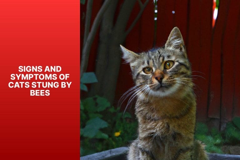 Signs and Symptoms of Cats Stung by Bees - cats stung by bees 