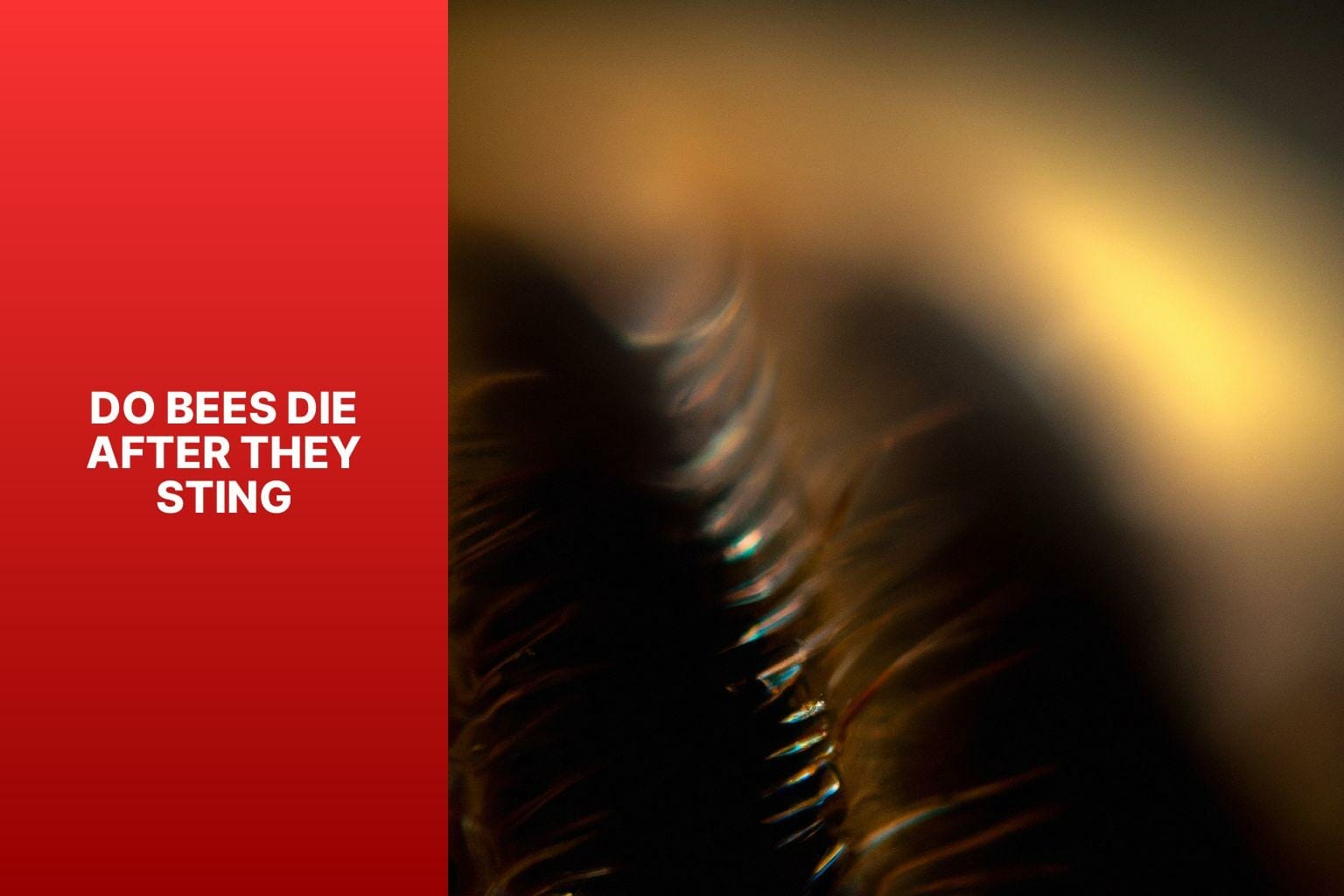 Do Bees Die After They Sting?