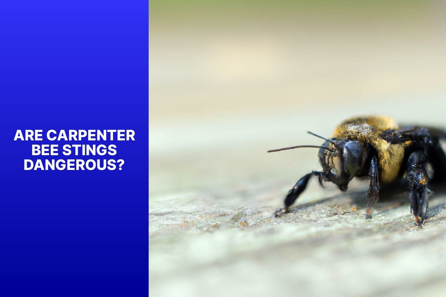 Are Carpenter Bee Stings Dangerous? - do carpenter bees sting 