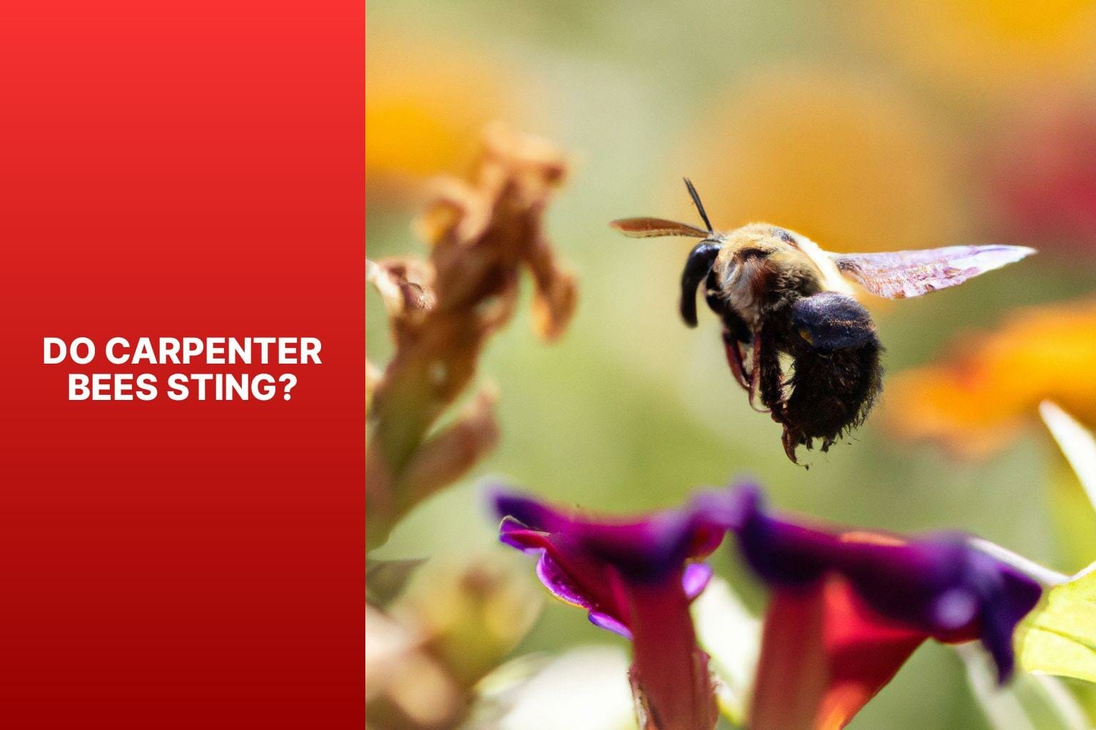 Do Carpenter Bees Sting? - do carpenter bees sting 
