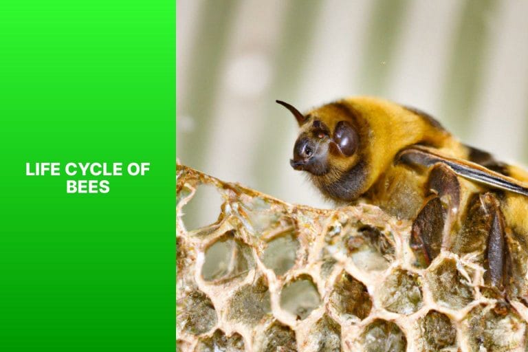 Life Cycle of Bees - how do bees reproduce 