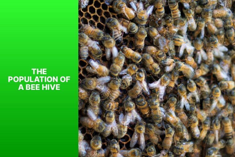 The Population of a Bee Hive - how many bees are in a hive 